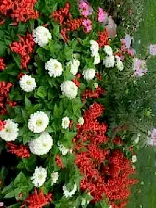 Summer Garden Arrangement in St Michael MN