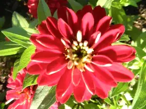 beautiful flower planted by a minneapolis gardening services company